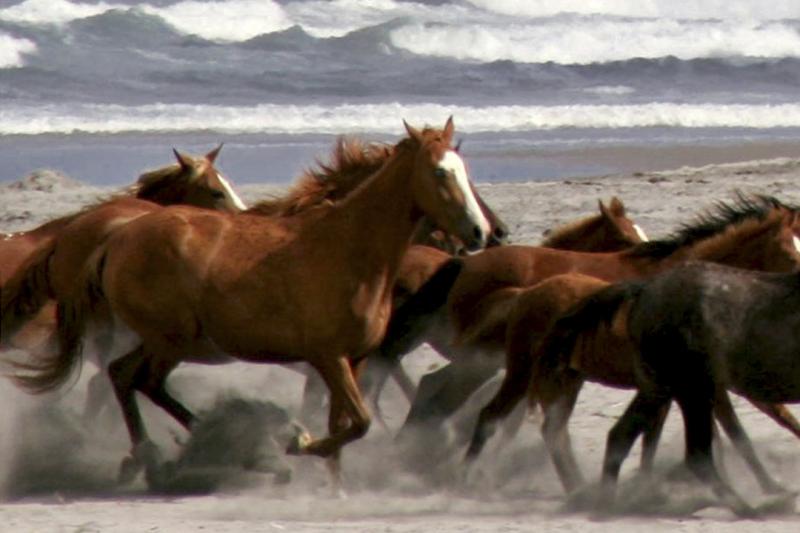 Horses on the beach La Mision, Baja CA - La Mision, Baja California ©2005 Martin Oretsky